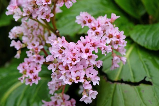 Bergenia sercowata