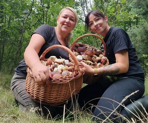 Wysyp grzybów w woj. świętokrzyskim. „Rosną jak na drożdżach”.