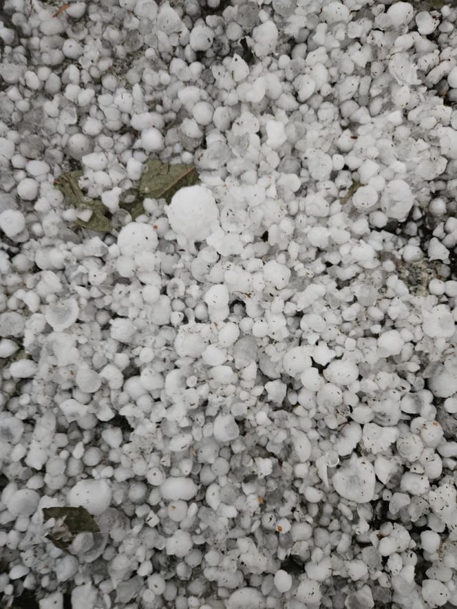 Zniszczone plantacje warzyw i owoców na Dolnym Śląsku. "To był prawdziwy armagedon" 