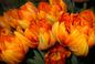 Pomarańczowe kwiaty w ogrodzie – jakie rośliny kwitną w ogrodzie na pomarańczowo? Zobacz zdjęcia!