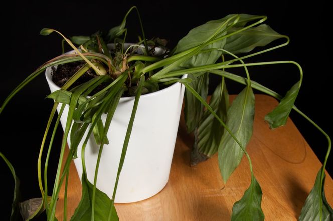 Przelanie rośliny doniczkowej