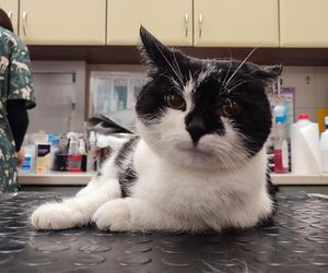 W Lesznie wysterylizowano i wykastrowano 66 kotów. Wolontariusze: to kropla w morzu potrzeb