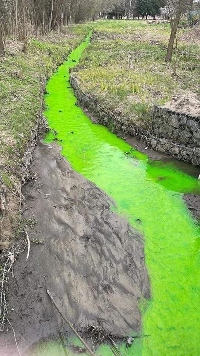 Rzeka Mleczna w Katowicach zmieniła kolor na jaskrawozielony