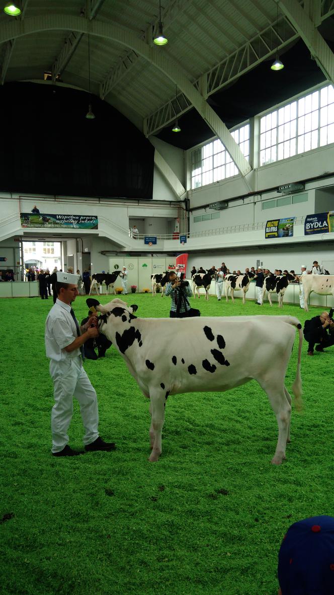 28 Krajowa Wystawa Zwierząt Hodowlanych