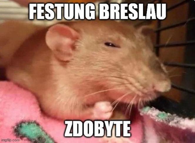 Szczury przejęły władzę nad Wrocławiem. Zobacz Najlepsze MEMY!