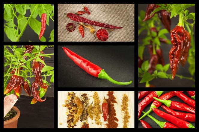 Odmiany papryki – łagodne i ostre. Papryka, chili i pepperoni: czym się różnią? 