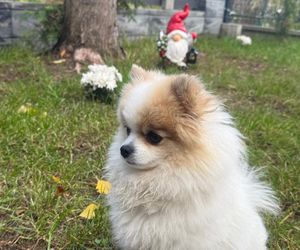 Daisy Najman, pies Marcina Najmana