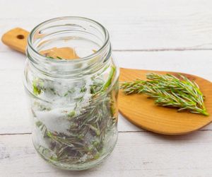 Pędy sosny na wagę złota! Kiedy i jak je zbierać, by przygotować najlepszy syrop i nalewkę?