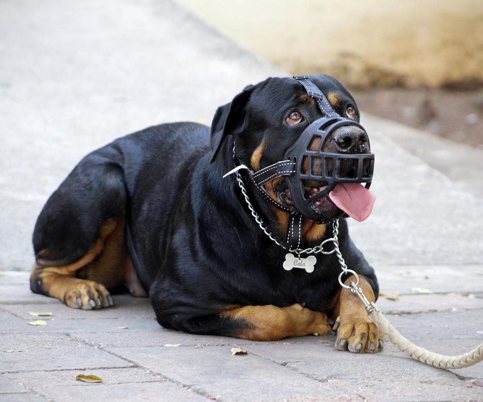 Zakaz wyprowadzania psów bez smyczy i kagańca! Restrykcyjne przepisy wchodzą w życie, nie ma mowy o odstępstwach