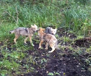 Wilki wyją w lesie pod Częstochową. Prosto do kamery