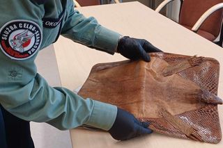 Egzotyczne znalezisko na granicy Podkarpacia 