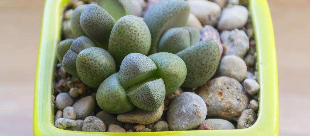 Lithops Czyli żywe Kamienie Uprawa Odmiany Zastosowanie Pielęgnacja Murator Pl