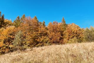 Jesień w Beskidzie Sądeckim 