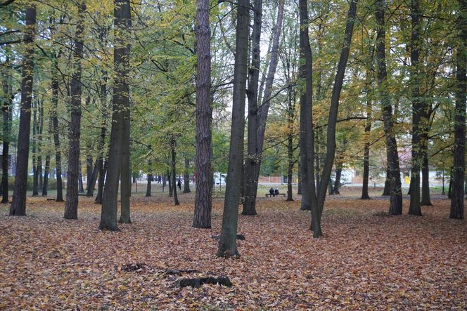 Park Lubomirskich w Białymstoku jesienią 