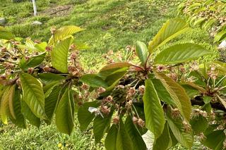 Świętokrzyscy rolnicy liczą straty po przymrozkach