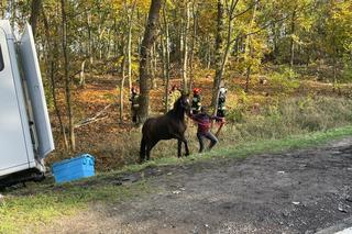 Cierpice: Zderzenie osobówki z autem przewożącym konia [ZDJĘCIA]