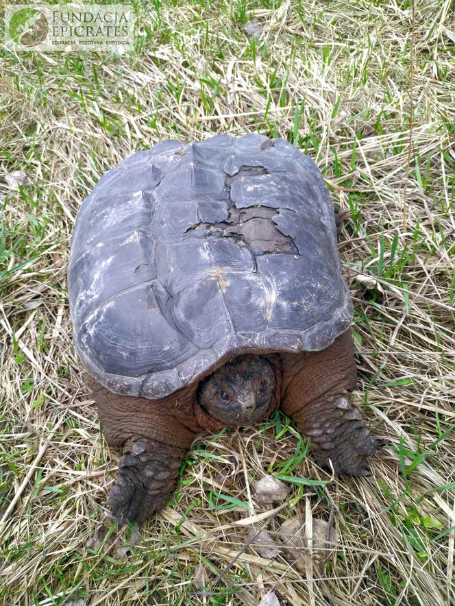 Bestia z Ameryki siała postrach pod Grójcem. Interweniowali ekolodzy