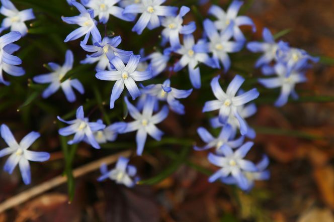 Najpiękniejszy ogród botaniczny w Polsce znów otwarty dla gości. Przygotuj się na widoki jak z bajki 