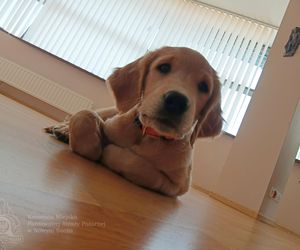 Wygląda jak maskotka, a będzie bohaterem. Strażacy mają nowego psa ratowniczego