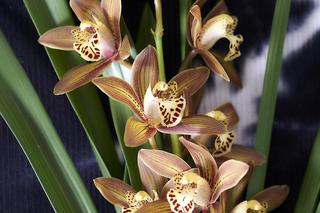Storczyk Cymbidium (Cymbidium)