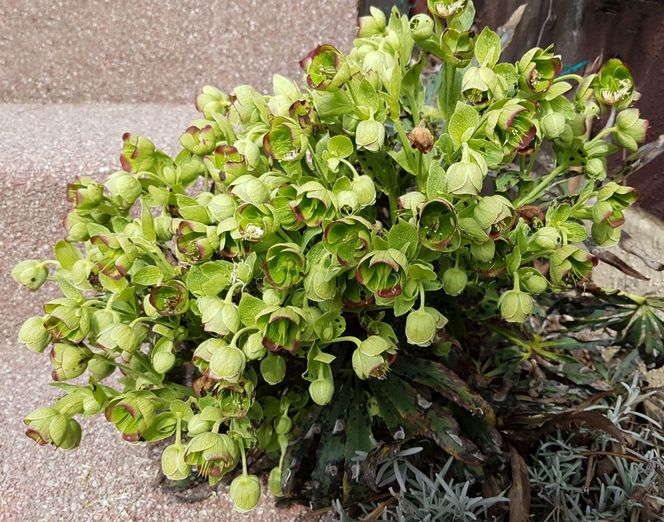 Ciemiernik cuchnący