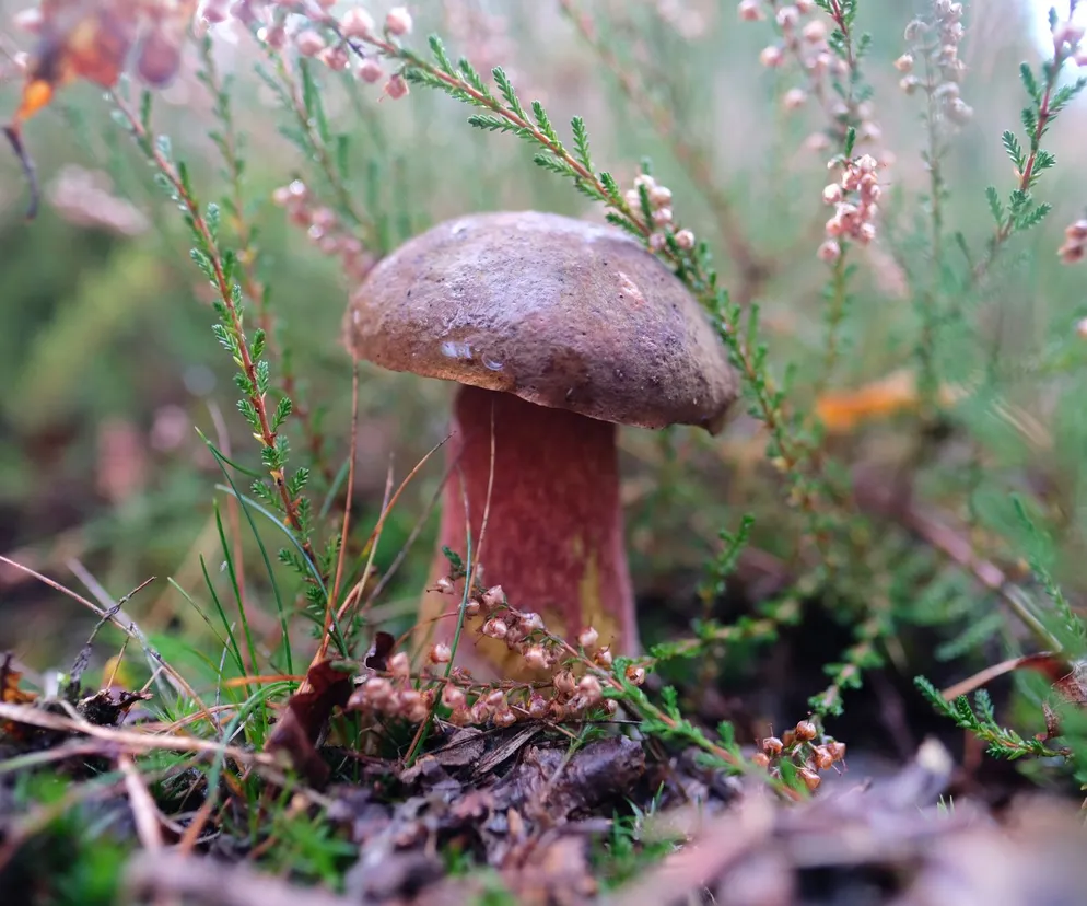 Grzyby w Polsce: kiedy i jak zbierać borowiki, kurki, a kiedy maślaki?