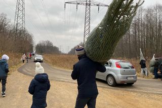 Akcja wycinania choinek w leśnictwie Grodziec