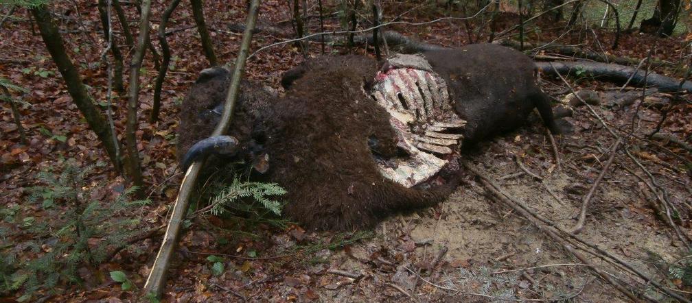 Podkarpacie: Dwa żubry zagryzione przez niedźwiedzia?