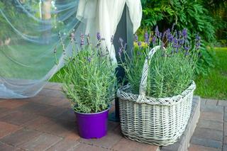 Lawenda wąskolistna