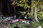 Kikity, Jezioro Luterskie: Makabryczny wypadek samolotu. Dwie osoby zginęły
