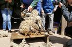 Pokaz strzyżenia owiec w bydgoskim zoo
