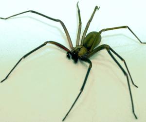 Gatunek trującego pająka coraz bliżej Polski! Ukąszenie powoduje gnicie skóry 