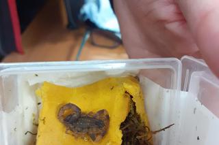 Niecodzienna przesyłka z Hongkongu. Celnicy byli w szoku