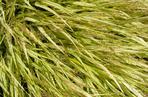 Hakonechloa smukła