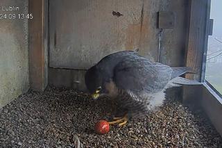 Jest już pierwsze jajko w gnieździe lubelskich sokołów w 2024 roku!