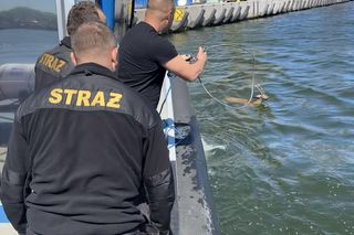 Jelonek wpadł do wody w Porcie Gdańsk. Uratowała go załoga Pioruna 