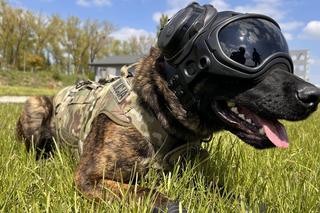 Policyjny pies w mundurze za 8 tys. złotych. Benji to istny Robocop