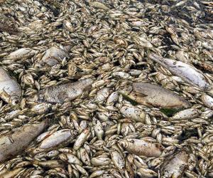 Śnięte ryby w rzece Ner. Jest alert RCB dla kolejnego powiatu