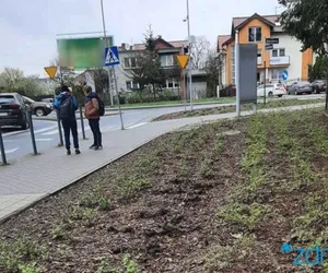 W Poznaniu złodzieje ukradli... róże ze skweru