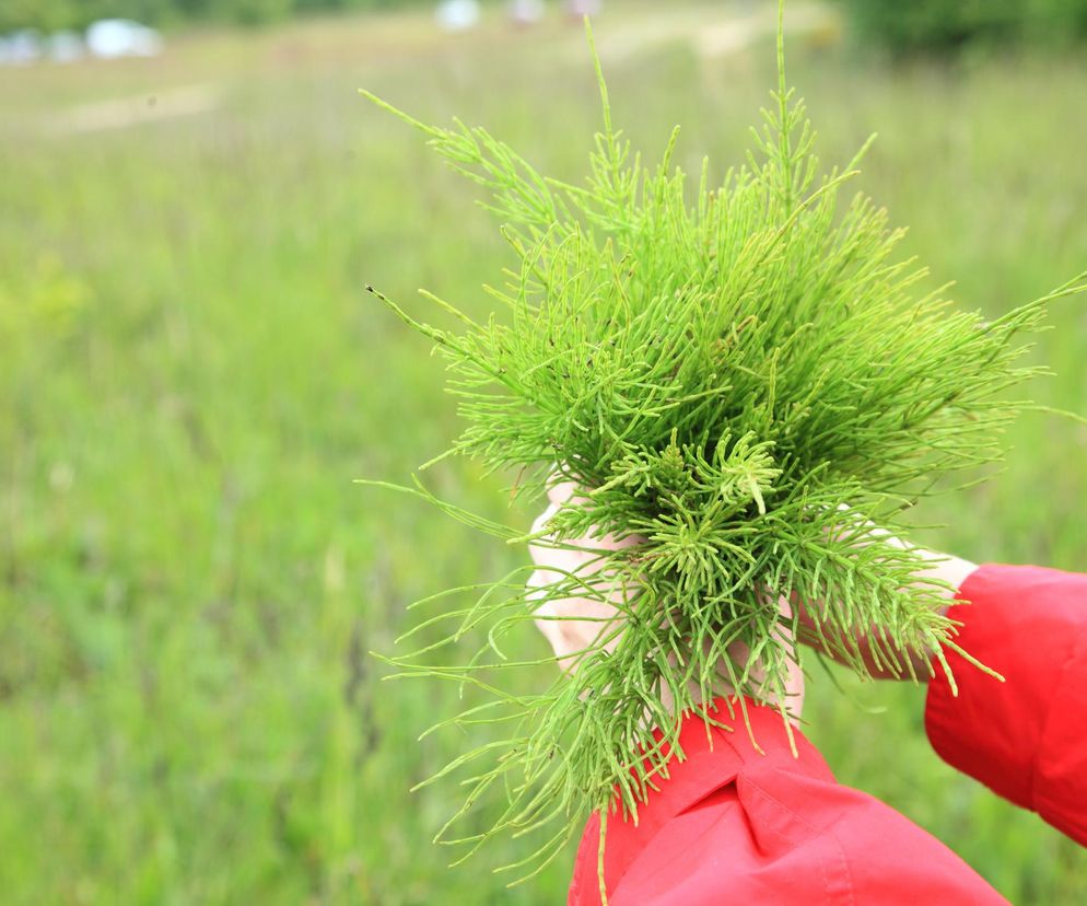 Nie wyrzucaj tej rośliny, to nie chwast. Leczy stany zapalne i poprawia urodę