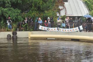 Wielkie święto w warszawskim ZOO. Hipopotamica Pelagia świętowała 37. urodziny