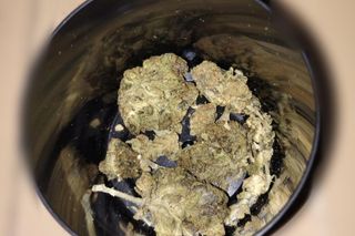 Krzaki konopi i marihuana w Mierzwicach Kolonii