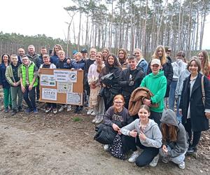 Posadzili kawałek lasu w miejscu wyciętego