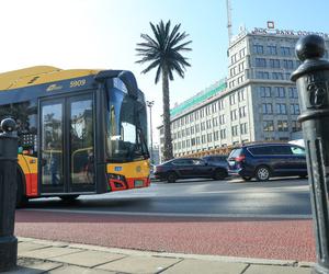 Palma przy rondzie de Gaulle’a w Warszawie 