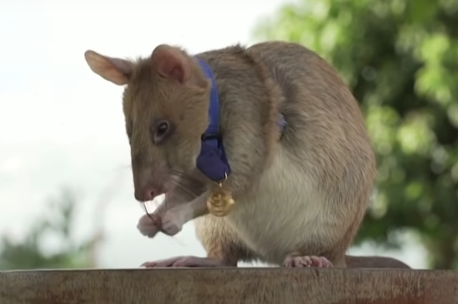 Najsłynniejszy szczur świata przechodzi na emeryturę. Przez 5 lat rozbrajał miny [FILM] 