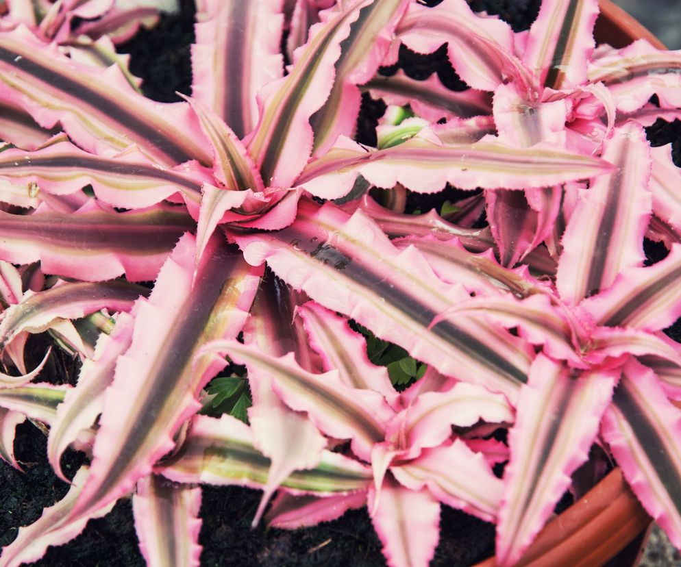 Cryptanthus 