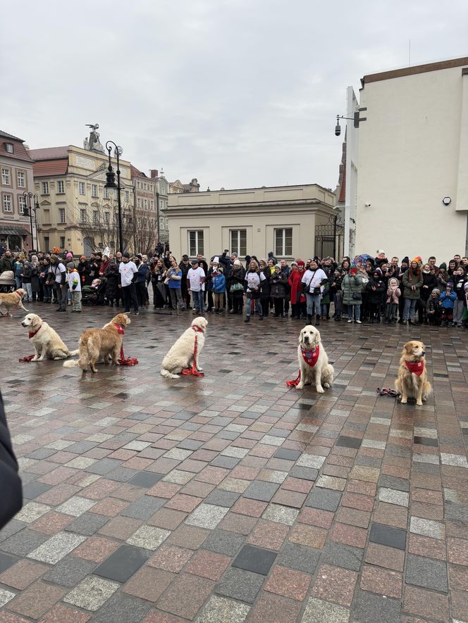 Golden Retriever WOŚP w Poznaniu