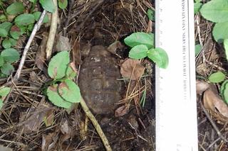 Akcja saperów w okolicach Wodospadu Szklarki w Karkonoszach. Znaleziono niemal 1300 niewybuchów