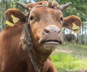 Farma 3: Renia jednak dostanie nagrodę?! Tego nikt się nie spodziewał!