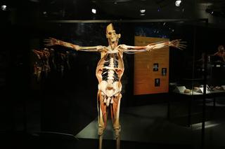 Wystawa BODY WORLDS